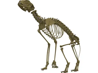 Cat Skeleton 3D Model