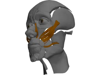 Face Muscles 3D Model