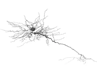 Purkinje Cell 3D Model