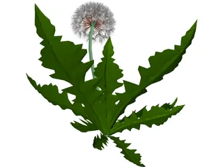 Dandelion 3D Model