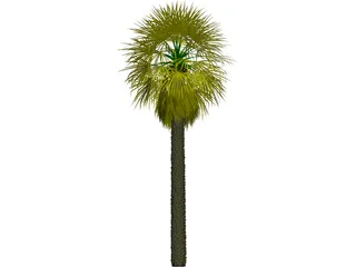 Washingtonia Palm 3D Model