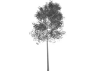 Aspen Populus 3D Model