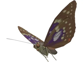 Butterfly Oomura 3D Model