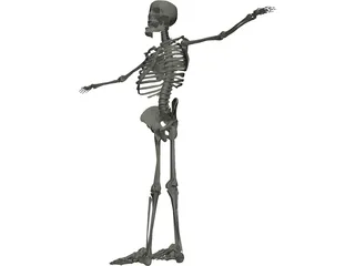 Skeleton 3D Model