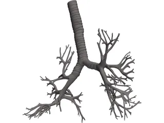 Bronquial Tree with Trachea 3D Model