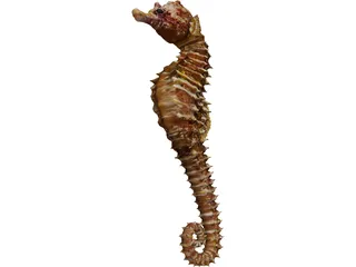 Seahorse  3D Model