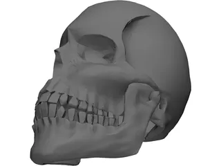 Skull 3D Model