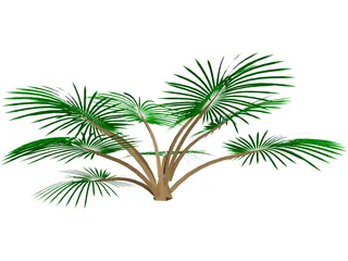 Palm Tree 3D Model