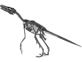 Velociraptor Skeleton 3D Model