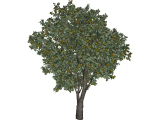 Orange Tree 3D Model