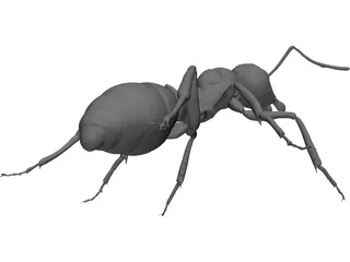 Ant 3D Model