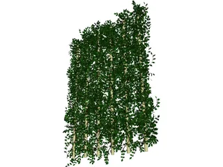 Plant Ivy 3D Model