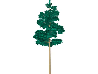 Redwood Tree 3D Model