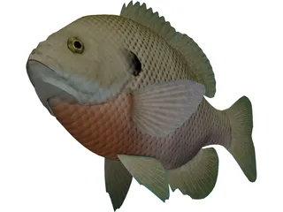 Bluegill 3D Model