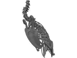 Macaw Skeleton 3D Model