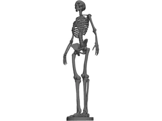 Human Skeleton 3D Model