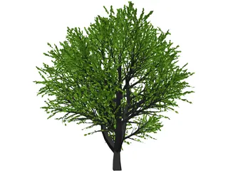 Cherry Tree 3D Model