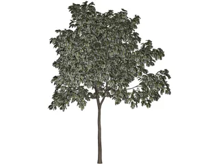 Arbol Tree 3D Model