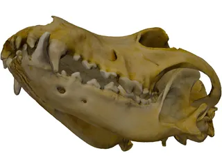 German Shepherd Male Dog Skull Scan 3D Model