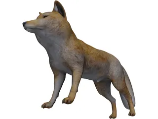 Tibetan Hill Fox 3D Model