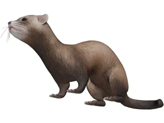 Ferret 3D Model