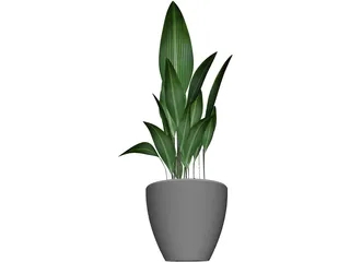 Ficus 3D Model