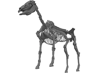 Horse Skeleton 3D Model