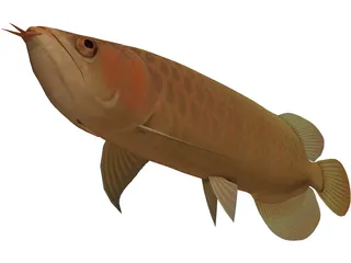 Asia Arowana 3D Model