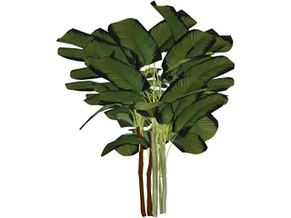 Bamboo Palm 3D Model