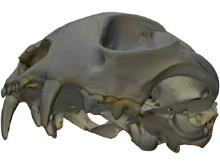 Lynx Skull 3D Model