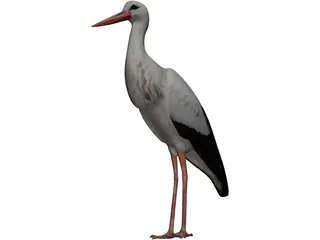 White Stork 3D Model