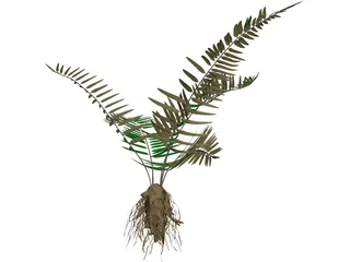 Sword Fern 3D Model