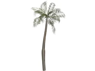 Palm Tree 3D Model