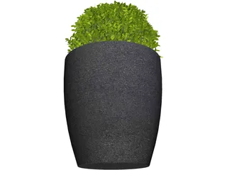 Boxwood Plant 3D Model