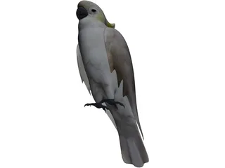 Parrot 3D Model