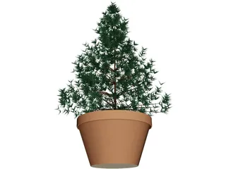 Potted Pine Tree 3D Model