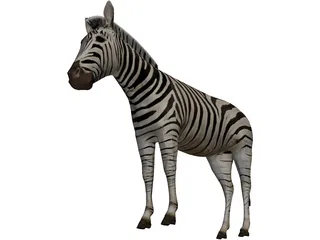 Zebra 3D Model