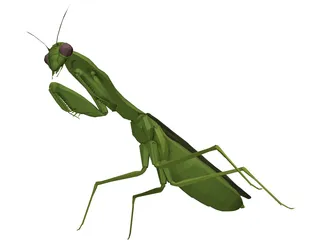 Flying Mantis 3D Model