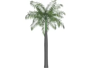 Palm Tree (Royal Palm) 3D Model