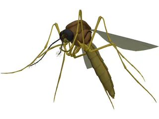 Mosquito 3D Model