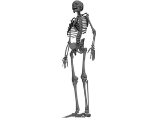 Skeleton 3D Model