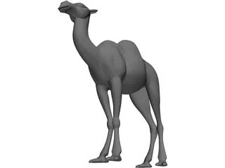 Camel 3D Model