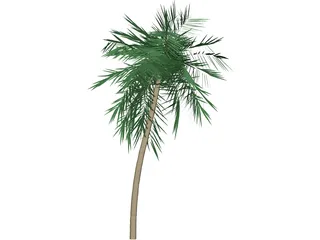 Palm Tree Tall 3D Model