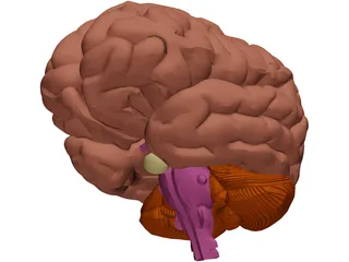 Brain 3D Model