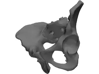 Pelvis 3D Model