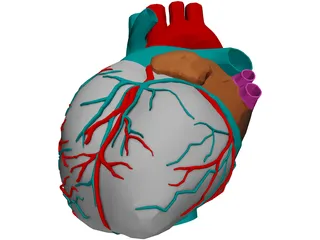 Heart with Internal Parts 3D Model