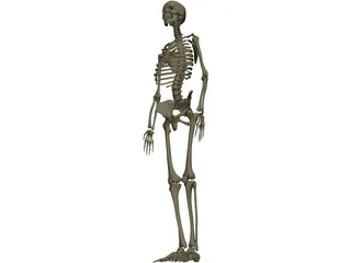 Skeleton Female 3D Model