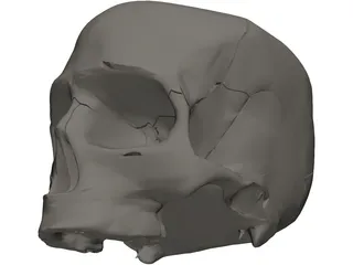 Skull Detailed 3D Model