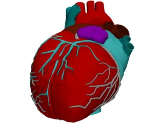 Heart 3D Model