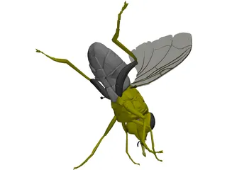 Fly 3D Model